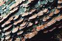 beefsteak fungus - a popular edible fungus with a cap the color of liver or raw meat