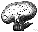 beefsteak fungus - a popular edible fungus with a cap the color of liver or raw meat