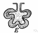 alveolar ectasia - abnormal enlargement of the air sacs in the lungs