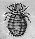 Indian tick fever - a disease (common in India and around the Mediterranean area) caused by a rickettsia that is transmitted to humans by a reddish brown tick (ixodid) that lives on dogs and other mammals