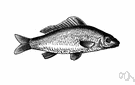 Cyprinus - type genus of the family Cyprinidae: carp