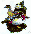 wood drake - male wood duck