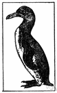Spheniscus - type genus of the Spheniscidae: jackass penguins