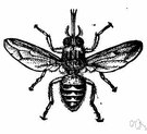 tzetze fly - bloodsucking African fly