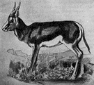 genus Antidorcas - springboks