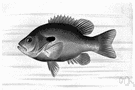 genus Lepomis - bream