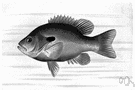Lepomis - bream