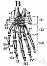 os pisiforme - a small wrist bone that articulates only with the triquetral