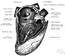 atrioventricular node - a node of specialized heart muscle located in the septal wall of the right atrium