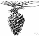 Pinus serotina - large three-needled pine of sandy swamps of southeastern United States