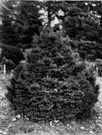 Picea orientalis - evergreen tree of the Caucasus and Asia Minor used as an ornamental having pendulous branchlets