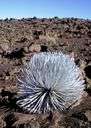 Argyroxiphium - small genus of Hawaiian spreading and rosette-forming shrubs