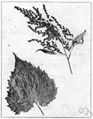 Iva xanthifolia - tall annual marsh elder common in moist rich soil in central North America that can cause contact dermatitis