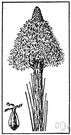 Xerophyllum - small genus of North American herbs having grasslike basal leaves: squaw grass