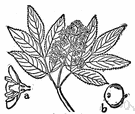 Sambucus racemosa - Eurasian shrub