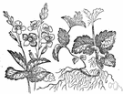 bird's eye - Old World plant with axillary racemes of blue-and-white flowers