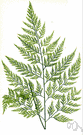 Onychium - small terrestrial ferns of Old World tropics and subtropics: clawed ferns