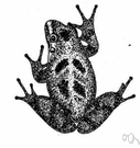 Acris - cricket frogs