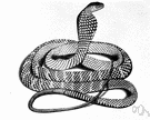 Naja hannah - large cobra of southeastern Asia and the East Indies