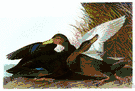 black duck - a dusky duck of northeastern United States and Canada