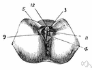 female genitalia - external female sex organs