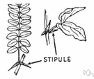 stipule - a small leafy outgrowth at the base of a leaf or its stalk