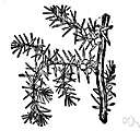 Mexican juniper - small tree of western Texas and mountains of Mexico having spreading branches with drooping branchlets