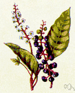 pokeweed - perennial of the genus Phytolacca