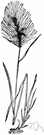 Hordeum - annual to perennial grasses of temperate northern hemisphere and South America: barley