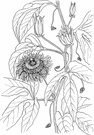 passionflower vine - any of various chiefly tropical American vines some bearing edible fruit