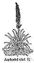 family Asphodelaceae - one of many subfamilies into which some classification systems subdivide the Liliaceae