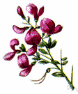 wild pea - any of various plants of the family Leguminosae that usually grow like vines