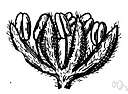genus Viminaria