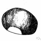 horse chestnut - the inedible nutlike seed of the horse chestnut