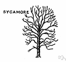 sycamore - variably colored and sometimes variegated hard tough elastic wood of a sycamore tree