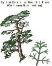 Spanish elm - large tropical American tree of the genus Cordia grown for its abundant creamy white flowers and valuable wood
