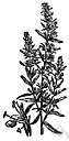 anise hyssop - much-branched North American herb with an odor like fennel
