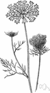 wild carrot - a widely naturalized Eurasian herb with finely cut foliage and white compound umbels of small white or yellowish flowers and thin yellowish roots