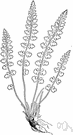 smooth woodsia - rock-inhabiting fern of Arctic and subarctic Europe to eastern Asia