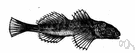 Gobio gobio - small slender European freshwater fish often used as bait by anglers