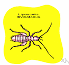 book louse - minute wingless psocopterous insects injurious to books and papers