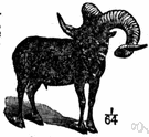 Ovis ammon - wild sheep of semidesert regions in central Asia