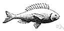 ventral fin - either of a pair of fins attached to the pelvic girdle in fishes that help control the direction of movement