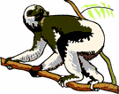 Indri brevicaudatus - large short-tailed lemur of Madagascar having thick silky fur in black and white and fawn