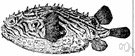 Chilomycterus - burrfishes