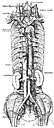 vena azygos - one of a system of veins that drain the thoracic and abdominal walls