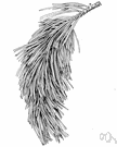 limber pine - western North American pine with long needles and very flexible limbs and dark-grey furrowed bark