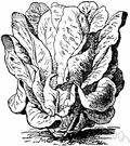 Lactuca - an herb with milky juice: lettuce