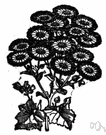 cineraria - herb of Canary Islands widely cultivated for its blue or purple or red or variegated daisylike flowers