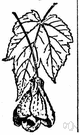 abutilon - herbs or shrubs or small trees: flowering maple